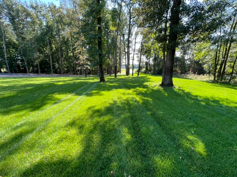 Green striped lawn under mature trees for Aeration and Overseeding by Harvest Turf Care in Sussex County DE