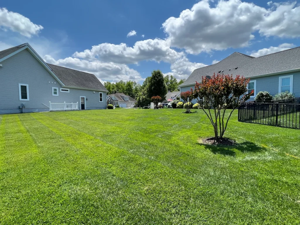 Wide green backyard lawn with ornamental tree, lawn fertilization by Harvest Turf Care in Sussex County DE