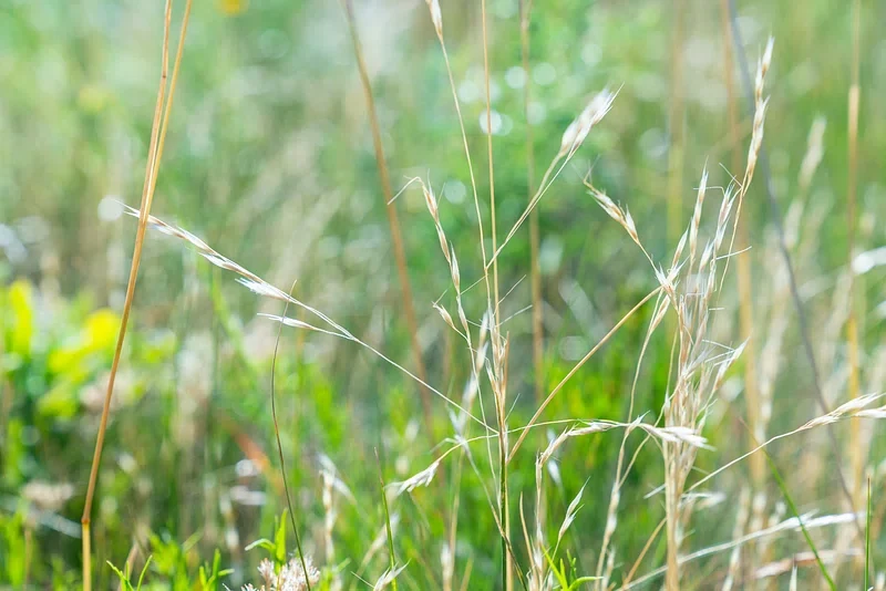 Invasive wiregrass in lawn Harvest Turf Care Sussex County DE